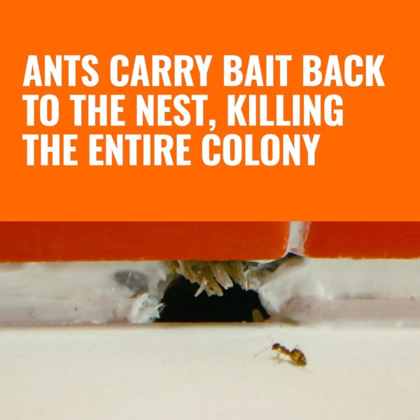 Ant Killer Bait Stations